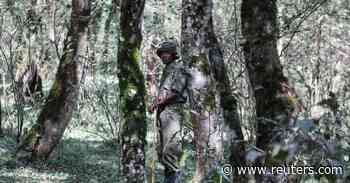 Kenya's proposed forest law worries environmental activists - Reuters