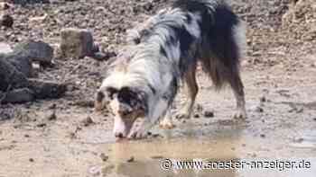 Herrenloser Hund in Soest eingefangen - stürmisches Ende einer langen Suche - soester-anzeiger.de