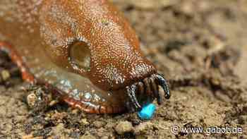 Progema und Certis: Gemeinsamer Vertrieb von Sluxx® HP - GABOT