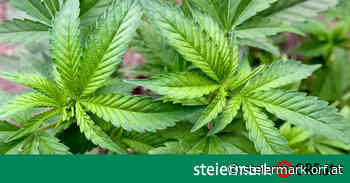 Mutter vertrieb mit Söhnen Marihuana - ORF Steiermark