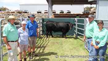 Sheron Farm Angus stud, Benger, sells to top of $13,500 - Farm Weekly