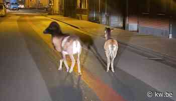 Dolle beestenboel in Kortemark: opnieuw schapen op wandel in centrum - KW.be - KW.be