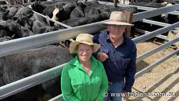Best season drives up the quality in black Angus weaners at Tenterfield - The Land Newspaper