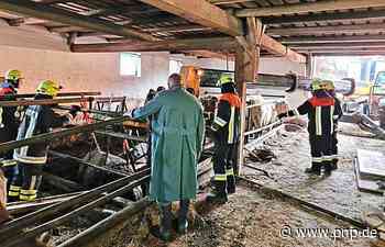 Feuerwehr rettet Stier aus Güllegrube - Bad Griesbach - Passauer Neue Presse - PNP.de