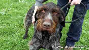 Arras : une centaine d'animaux à adopter à la SPA - La Voix du Nord