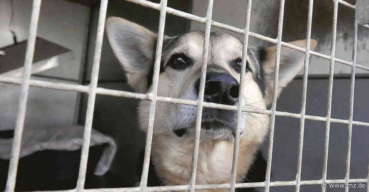 Mannheim/Dallau:  Tierheime suchen Pflegestellen