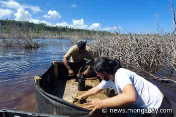 In Puerto Rico, a marathon effort builds to restore mangroves and dunes - Mongabay.com