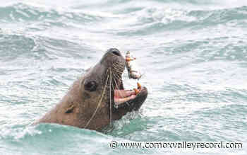 Pacific herring spawn spectacle surfaces along West Coast - Comox Valley Record