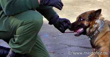 20-Jähriger nach Verfolgungsfahrt und Unfall festgenommen - Bruchsal - Rheinpfalz.de