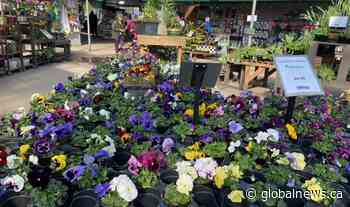 Spring has (almost) sprung in Edmonton! - Global News