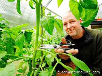 Growing Things: The finer points on pruning tomatoes - Edmonton Journal