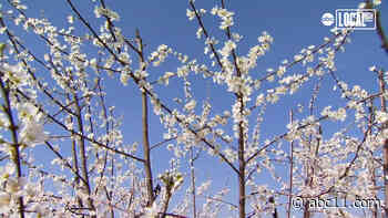 This stunning Blossom Trail in California is a must-see