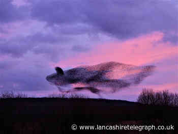 Photographer captures incredible pictures of birds in flight