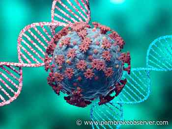 Active COVID-19 cases in Renfrew County and district continue to decline - Pembroke Observer