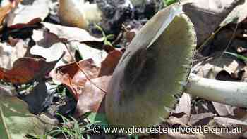 Death cap mushroom warning for the ACT - Gloucester Advocate