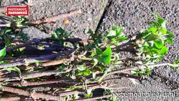 Haal vandaag een gratis boom of struik af en maak je tuin groener! - Oosterhout - oosterhout.nieuws.nl