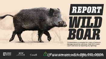 Saskatchewan introduces enhanced measures to control feral pigs - National Hog Farmer
