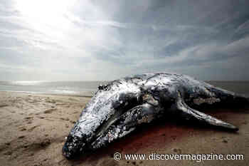 If Managed Properly, Whale and Dolphin Carcasses Can Benefit Coastal Ecosystems