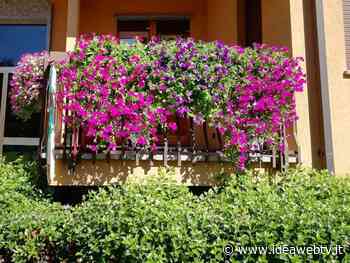 Il concorso “Alba in fiore” premia i migliori allestimenti floreali della città: iscrizioni entro il 31 maggio - IdeaWebTv
