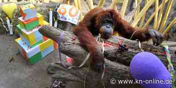 Orang-Utan Kasih feiert 60. Geburtstag: Nüsse und Obst als Geschenk