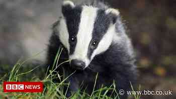 Expensive badger cull should be ended, study says