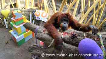 Orang-Utan Kasih feiert 60. Geburtstag