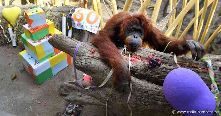 Orang-Utan Kasih feiert 60. Geburtstag