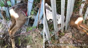 RSPCA called after deer stuck in railings in Heaton - The Bolton News