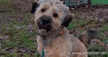 Tierheim Erlangen: Hund Thorin eiskalt in Tierklappe 'entsorgt' - Besitzerin legt Brief mit Erklärung bei - inFranken.de