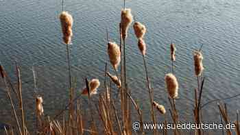 Dachau: Die Amper bei Sonnenschein - Dachau - SZ.de - Süddeutsche Zeitung - SZ.de