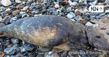 Riskant und mutig: Spaziergängerin auf Rügen befreit verletzte Robbe von lebensgefährlicher Halskrause