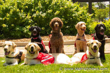 Victoria chases potential off-leash dog spots in Fairfield, Fernwood – Saanich News - Saanich News