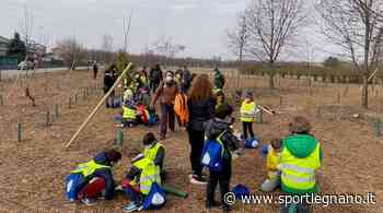 Progetto Forestami : piantati 5.873 nuovi alberi a Lainate - SportLegnano.it - SportLegnano.it