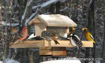 Watchable Wildlife - From Backyard Birding to the NYS Birding Trail - - Adirondack Almanack