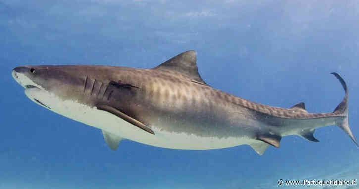Italiano di 56 anni attaccato da uno squalo tigre: muore dissanguato in ospedale