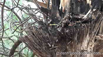 Explosives used to fall hazard trees along the Metolius River trail - Central Oregon Daily