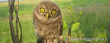 Parco di Monza, tre uscite notturne alla scoperta dei rapaci - Il Cittadino di Monza e Brianza