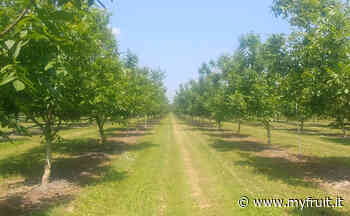 Noci: la Op Il Noceto lancia progetti anti-frode - Myfruit.it