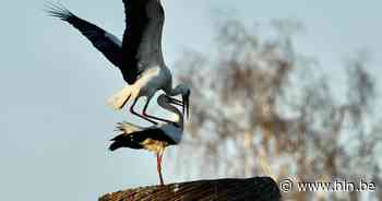Koppeltje ooievaars zorgt voor prachtige beelden in Webbekoms Broek - Het Laatste Nieuws