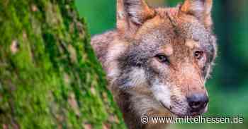 DNA-Analyse zeigt: Kein Wolf in Solms - Mittelhessen