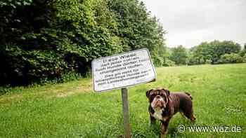 Fehlende Hundewiesen: Stadt lehnt Platz in Essen-Überruhr ab - WAZ News