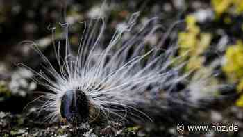 Grundschüler mit Lösung gegen Eichenprozessionsspinner in Dissen - NOZ
