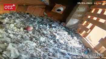 Jenaer Stadtkirche: Im Falkenbrutkasten liegt das erste Ei - Ostthüringer Zeitung