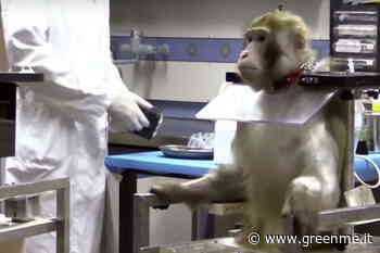 Salviamo i macachi usati come cavie nei laboratori di Parma! Senza etica non può esistere il progresso - greenMe.it