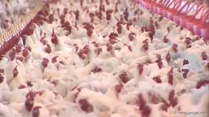 Highly Contagious Bird Flu Detected in 15 States - Inside Edition