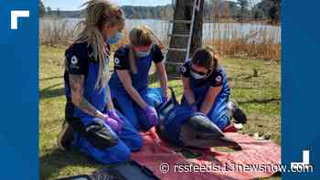 Virginia Aquarium & Marine Science Center investigating multiple dolphin deaths and strandings along the coast