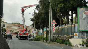 Catania, albero pericolante e traffico in tilt in Via Santa Sofia - Quotidiano di Sicilia