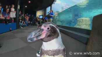 Penguin Days return to Aquarium of Niagara after COVID-19 hiatus