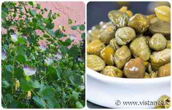 Lo sapevate? La patria dei capperi in Sardegna è Selargius - vistanet