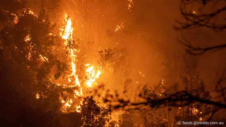 Wildfires Are Fuelling a Dangerous Feedback Loop of Arctic Warming